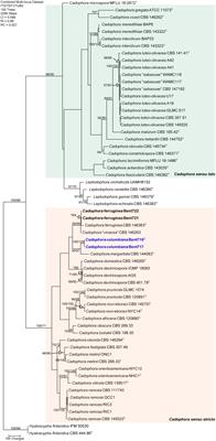 Fungal species associated with grapevine trunk diseases in Washington wine grapes and California table grapes, with novelties in the genera Cadophora, Cytospora, and Sporocadus